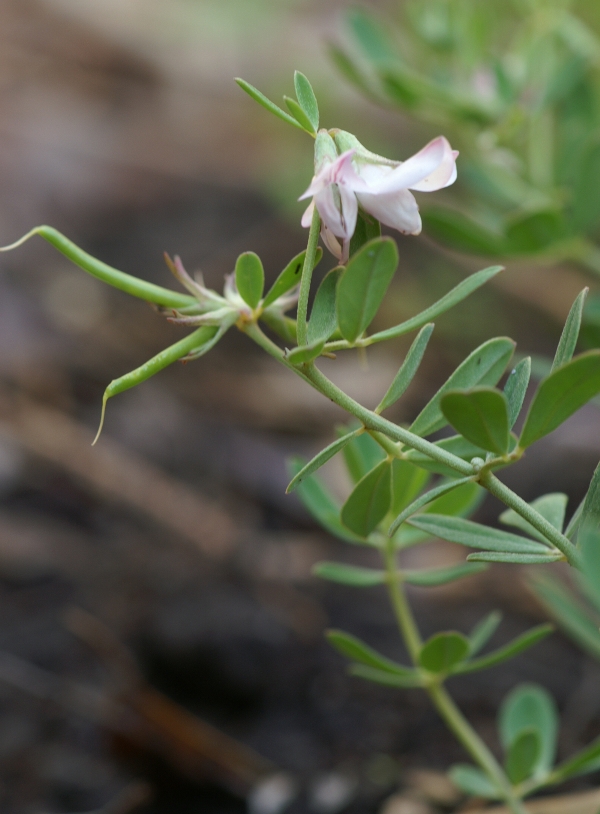 Lotus australis